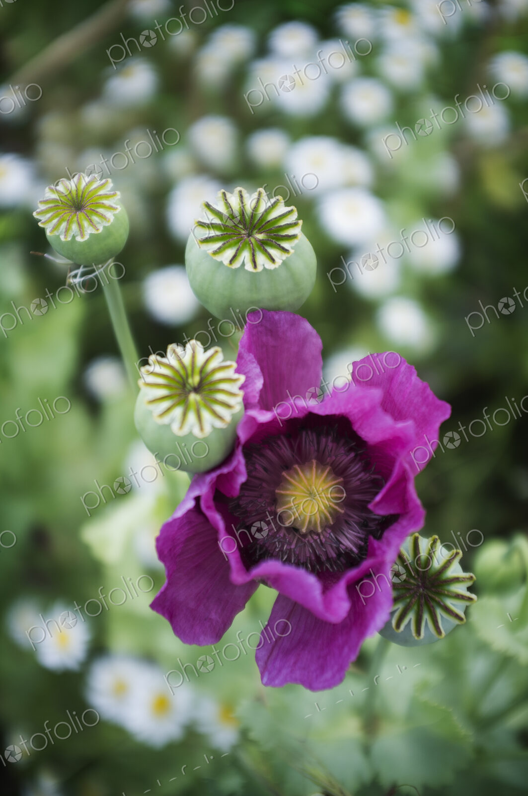 A large purple flowering poppy, Papaver somniferum