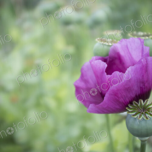A large purple flowering poppy, Papaver somniferum A large purple flowering poppy, Papaver somniferum