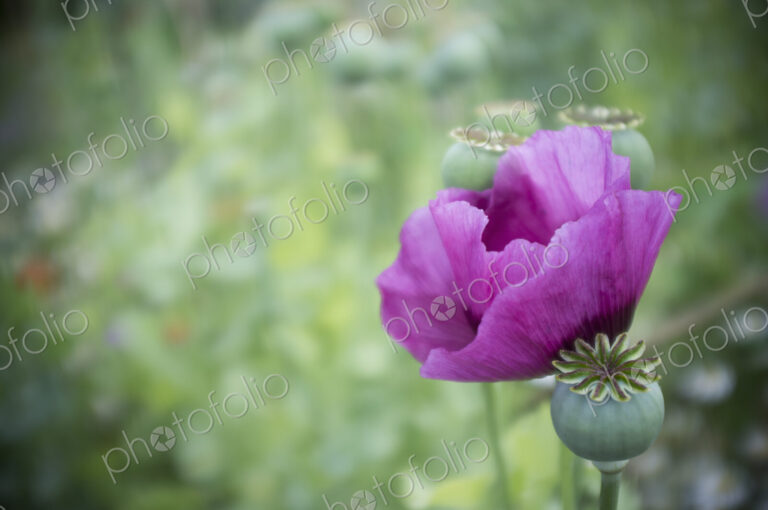 A large purple flowering poppy, Papaver somniferum