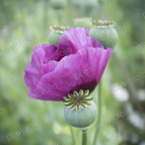 A large purple flowering poppy, Papaver somniferum A large purple flowering poppy, Papaver somniferum