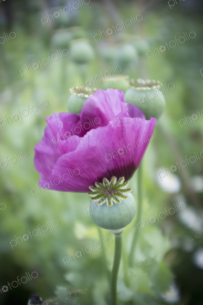 A large purple flowering poppy, Papaver somniferum