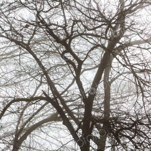 A large tree in winter, bare branches, fog in the air. A large tree in winter, bare branches, fog in the air.