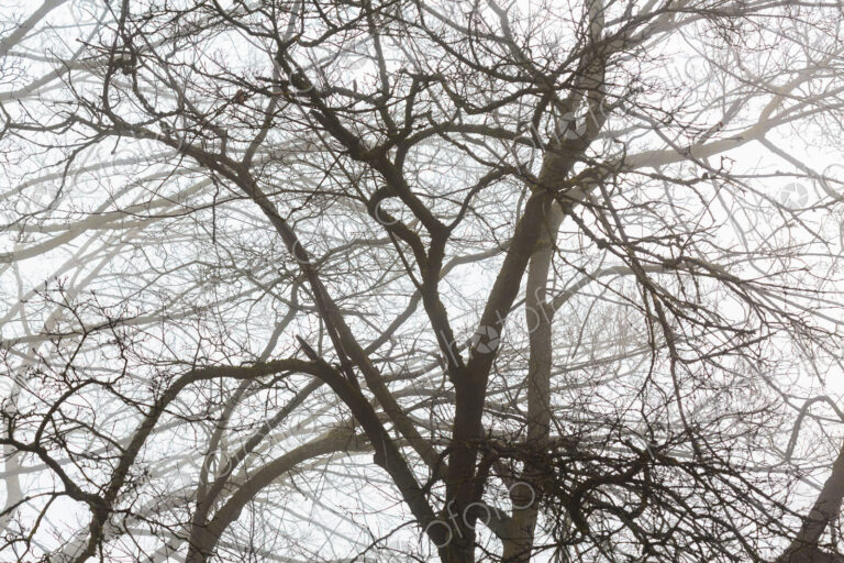 A large tree in winter, bare branches, fog in the air.