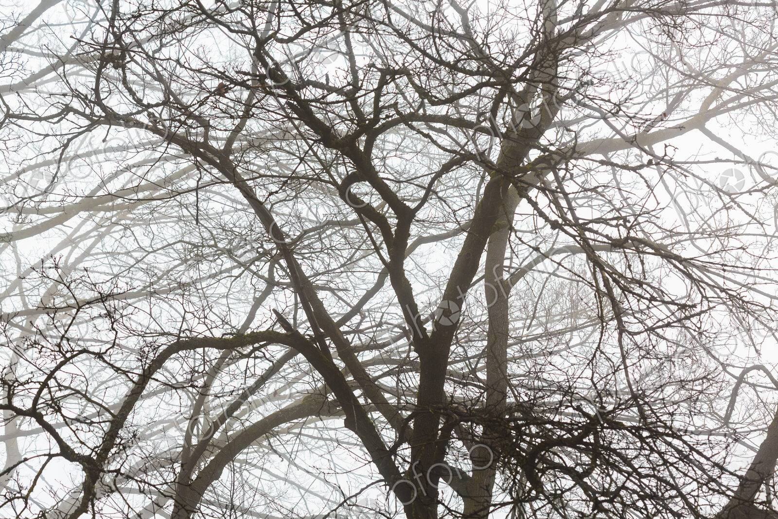 A large tree in winter, bare branches, fog in the air.