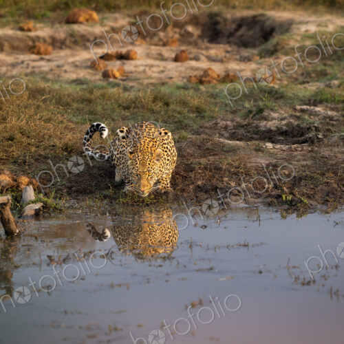A leopard, Panthera Pardus, drinking water, reflection. A leopard, Panthera Pardus, drinking water, reflection.