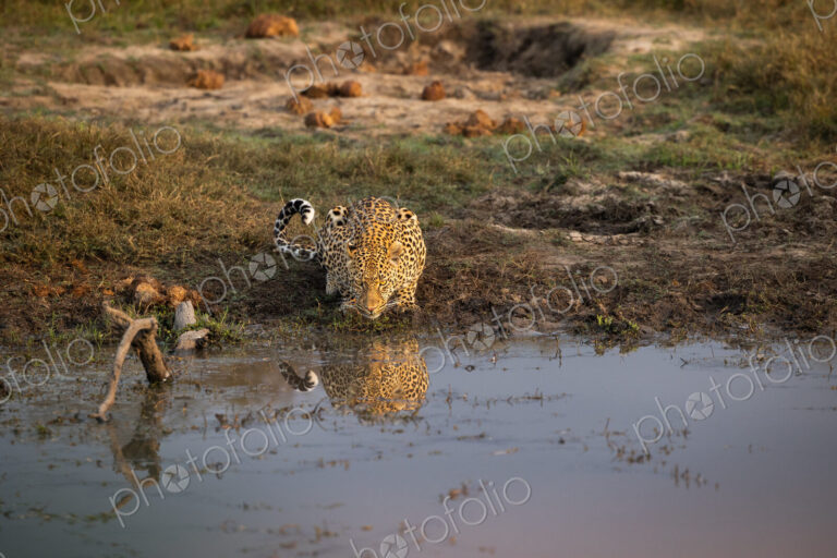 A leopard, Panthera Pardus, drinking water, reflection.