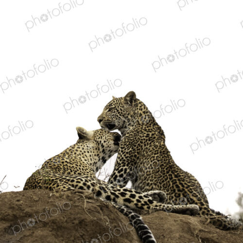 A leopard, Panthera Pardus, on a mound with her cub. A leopard, Panthera Pardus, on a mound with her cub.