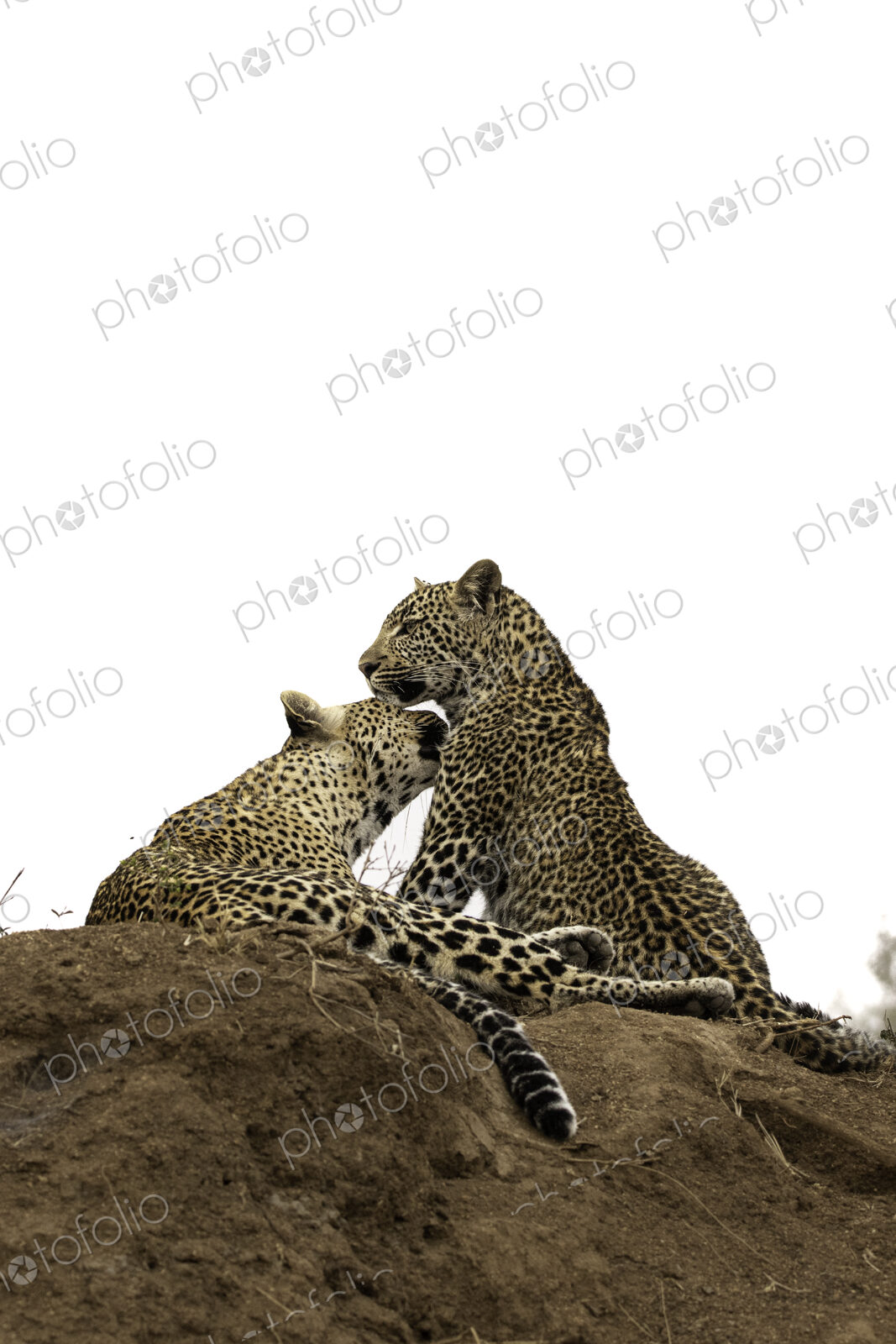 A leopard, Panthera Pardus, on a mound with her cub.