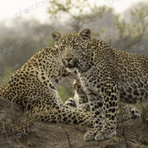 A leopard, Panthera Pardus, on a mound with her cub. A leopard, Panthera Pardus, on a mound with her cub.