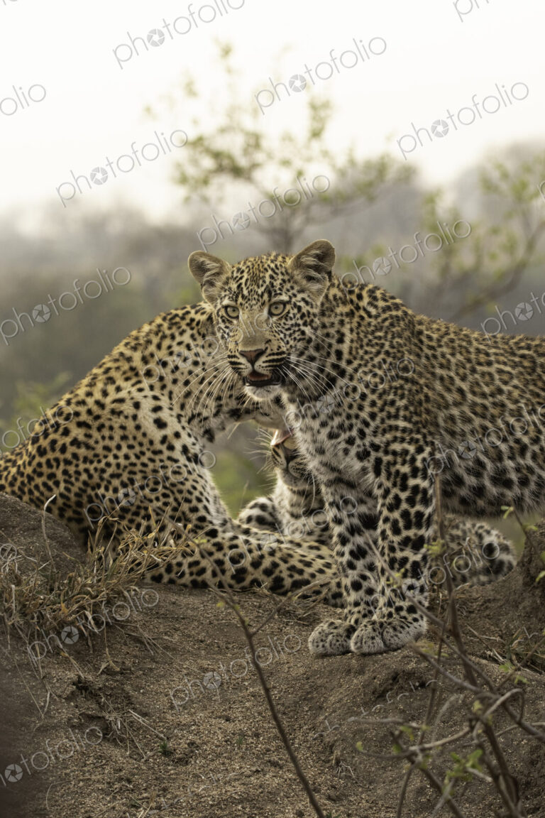 A leopard, Panthera Pardus, on a mound with her cub.