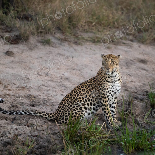 A leopard, Panthera Pardus, sitting next to water. A leopard, Panthera Pardus, sitting next to water.