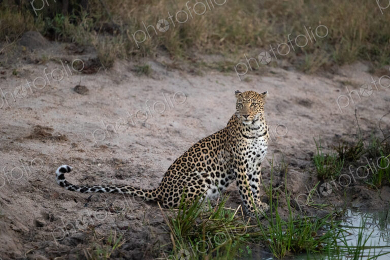 A leopard, Panthera Pardus, sitting next to water.