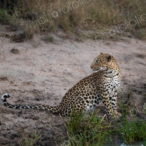 A leopard, Panthera Pardus, sitting next to water. A leopard, Panthera Pardus, sitting next to water.