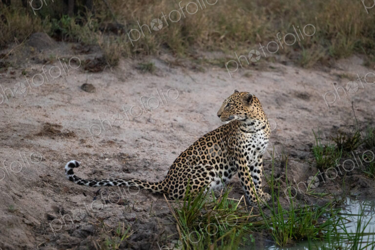 A leopard, Panthera Pardus, sitting next to water.