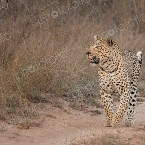 A leopard, Panthera Pardus, walking down a road. A leopard, Panthera Pardus, walking down a road.