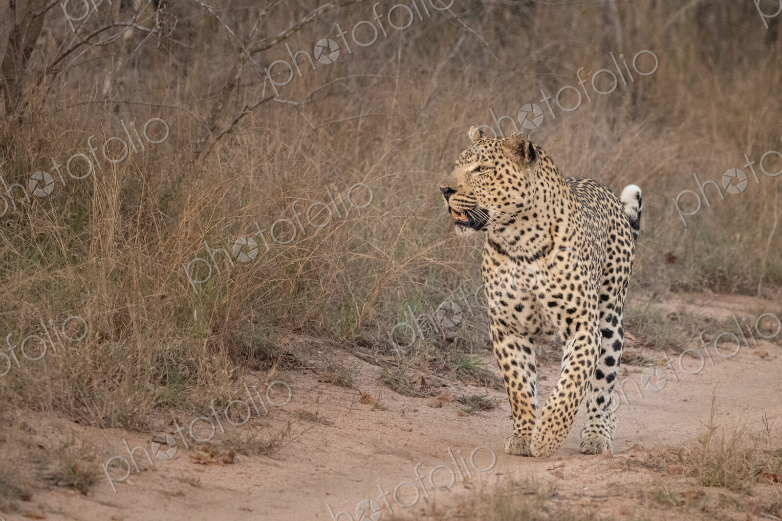 A leopard, Panthera Pardus, walking down a road.