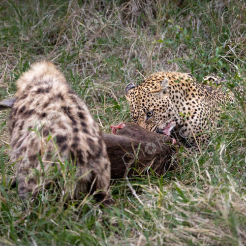 A leopard, Panthera pardus, and a hyena, Crocuta crocuta, feeding on a carcass together. A leopard, Panthera pardus, and a hyena, Crocuta crocuta, feeding on a carcass together.