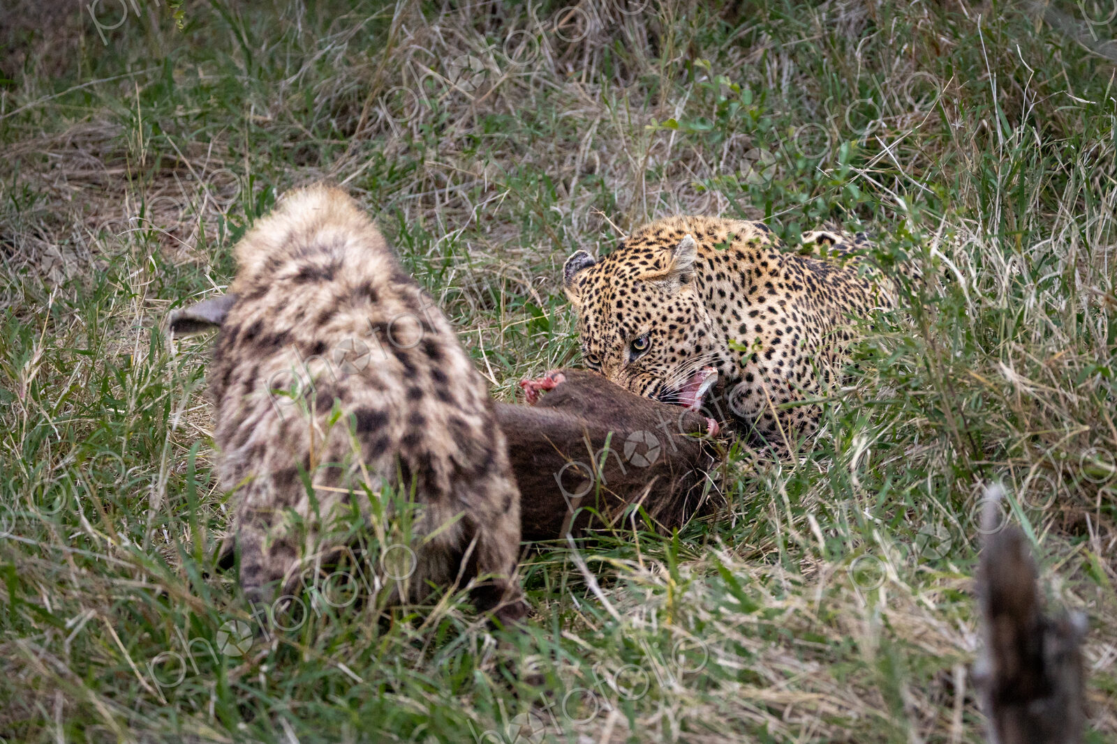 A leopard, Panthera pardus, and a hyena, Crocuta crocuta, feeding on a carcass together.