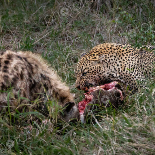 A leopard, Panthera pardus, and a hyena, Crocuta crocuta, feeding on a carcass together. A leopard, Panthera pardus, and a hyena, Crocuta crocuta, feeding on a carcass together.