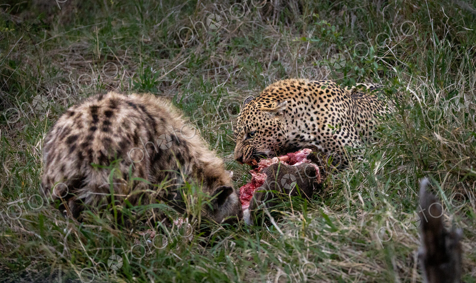 A leopard, Panthera pardus, and a hyena, Crocuta crocuta, feeding on a carcass together.