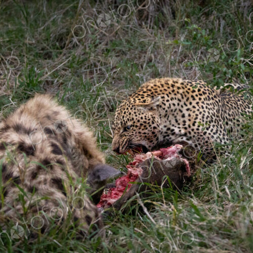 A leopard, Panthera pardus, and a hyena, Crocuta crocuta, feeding on a carcass together. A leopard, Panthera pardus, and a hyena, Crocuta crocuta, feeding on a carcass together.