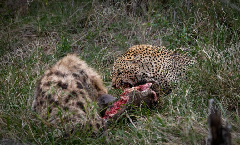A leopard, Panthera pardus, and a hyena, Crocuta crocuta, feeding on a carcass together.
