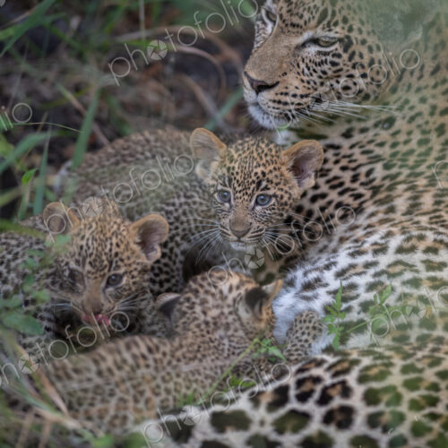 A leopard, Panthera pardus, and her three cubs suckling. A leopard, Panthera pardus, and her three cubs suckling.