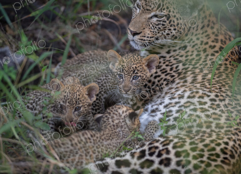 A leopard, Panthera pardus, and her three cubs suckling.