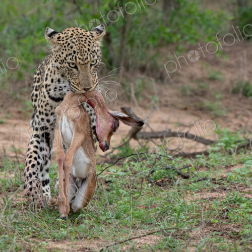 A leopard, Panthera pardus, carries its kill in its mouth, Aepyceros melampus A leopard, Panthera pardus, carries its kill in its mouth, Aepyceros melampus