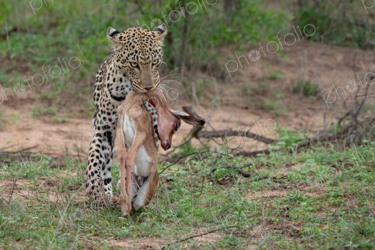 A leopard, Panthera pardus, carries its kill in its mouth, Aepyceros melampus