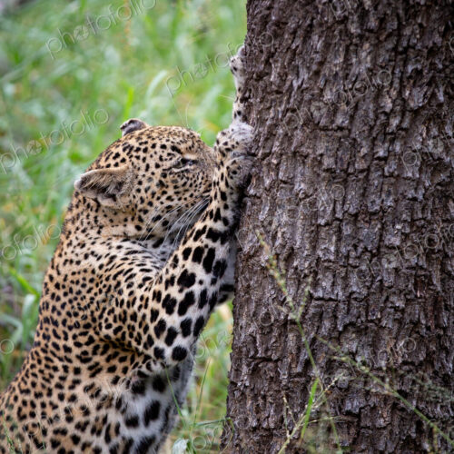 A leopard, Panthera pardus, claws the trunk of a tree, ears back, looking out of frame A leopard, Panthera pardus, claws the trunk of a tree, ears back, looking out of frame