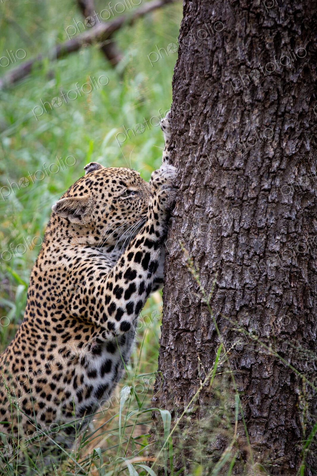 A leopard, Panthera pardus, claws the trunk of a tree, ears back, looking out of frame