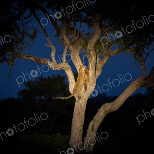 A leopard, Panthera pardus, climbing a tree while holding an impala in its mouth at…