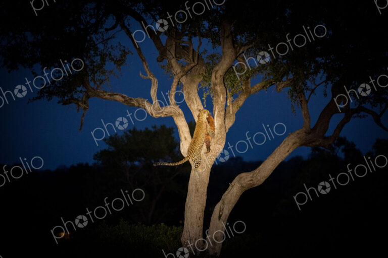 A leopard, Panthera pardus, climbing a tree while holding an impala in its mouth at…