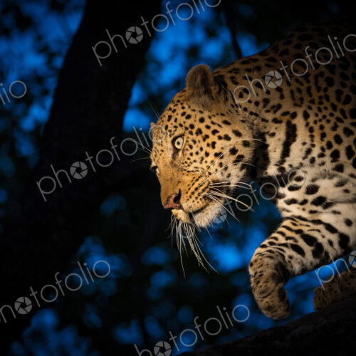 A leopard, Panthera pardus, climbing down a tree at night time, lit up by a spotlight,… A leopard, Panthera pardus, climbing down a tree at night time, lit up by a spotlight,…
