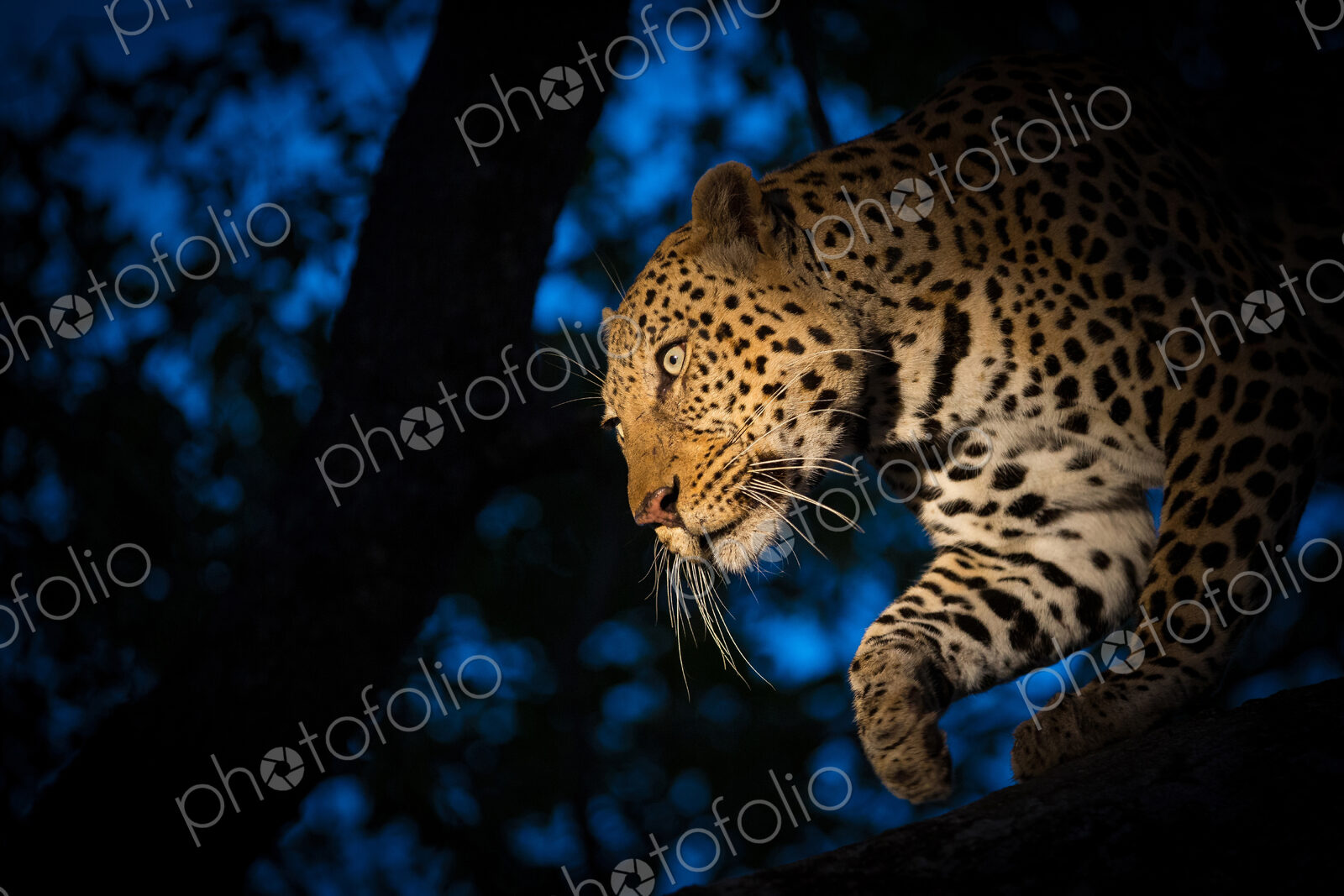 A leopard, Panthera pardus, climbing down a tree at night time, lit up by a spotlight,…