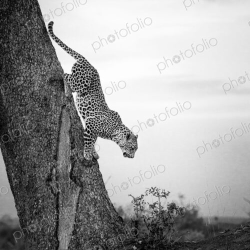 A leopard, Panthera pardus, climbs down a tree trunk, in black and white.