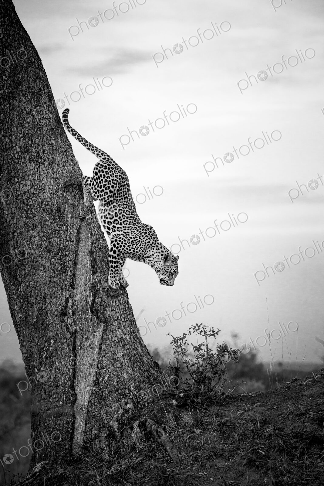 A leopard, Panthera pardus, climbs down a tree trunk, in black and white.