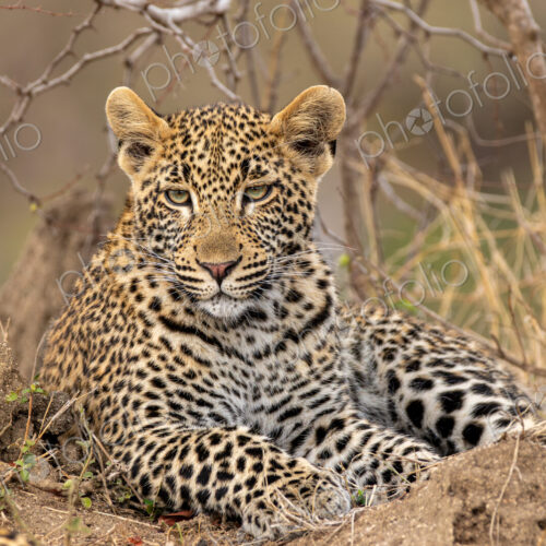 A leopard, Panthera pardus, close-up portrait.