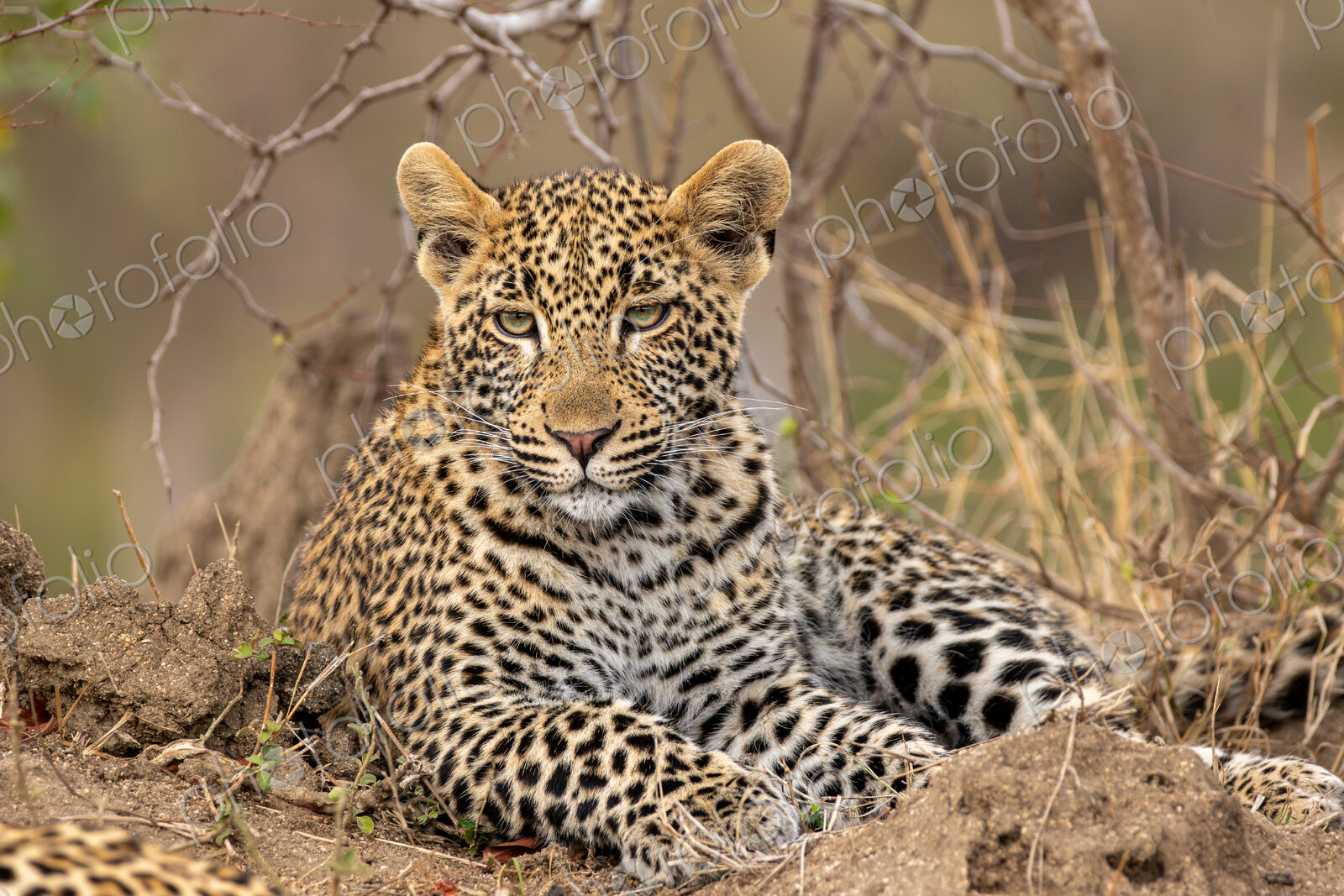 A leopard, Panthera pardus, close-up portrait.