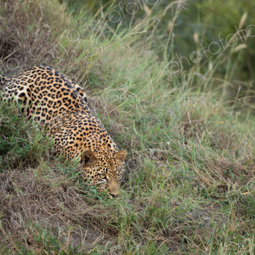 A leopard, Panthera pardus, crawling down a grassy hill. A leopard, Panthera pardus, crawling down a grassy hill.
