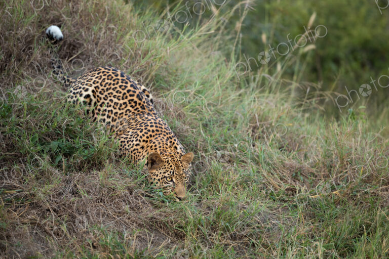 A leopard, Panthera pardus, crawling down a grassy hill.