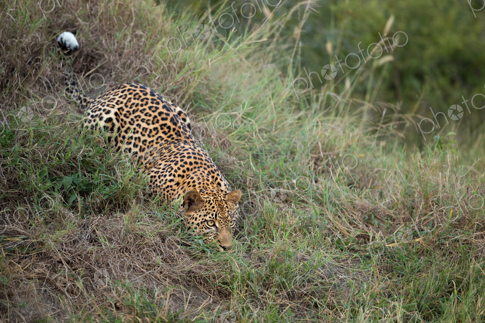A leopard, Panthera pardus, crawling down a grassy hill.