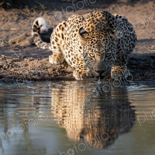 A leopard, Panthera pardus, crouches down to drink water, direct gaze, ears back,… A leopard, Panthera pardus, crouches down to drink water, direct gaze, ears back,…