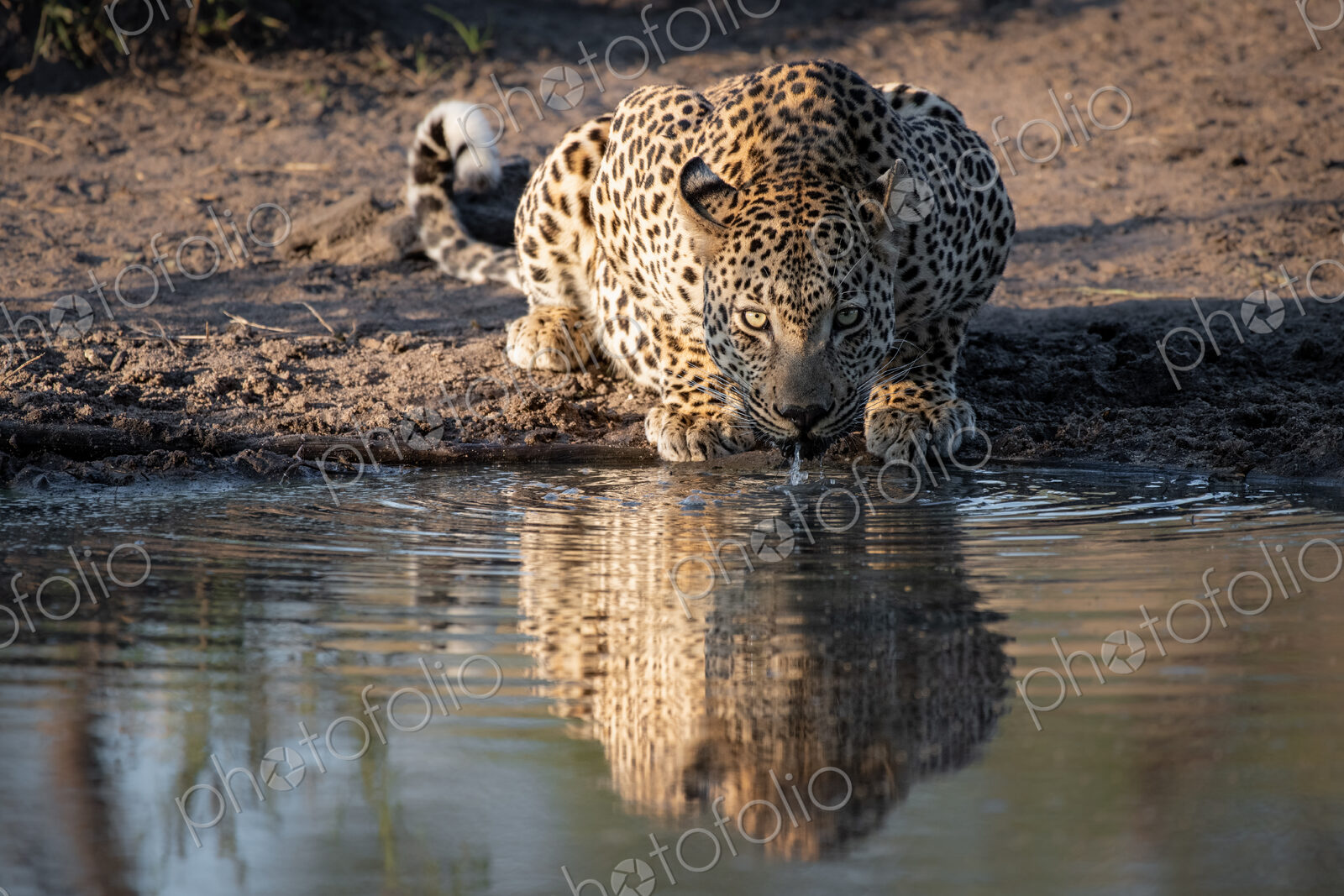 A leopard, Panthera pardus, crouches down to drink water, direct gaze, ears back,…