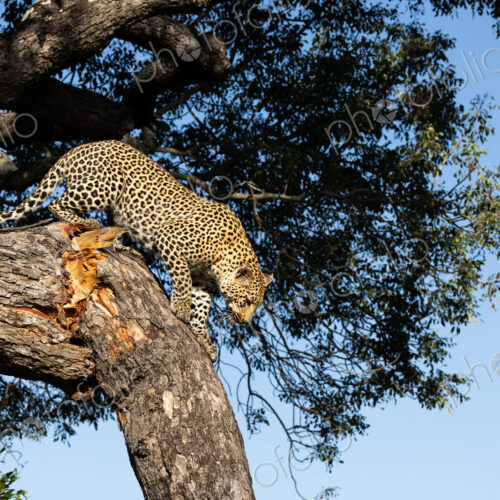 A leopard, Panthera pardus, descending from a tree. A leopard, Panthera pardus, descending from a tree.