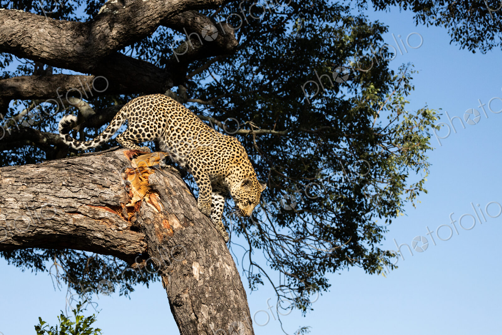 A leopard, Panthera pardus, descending from a tree.