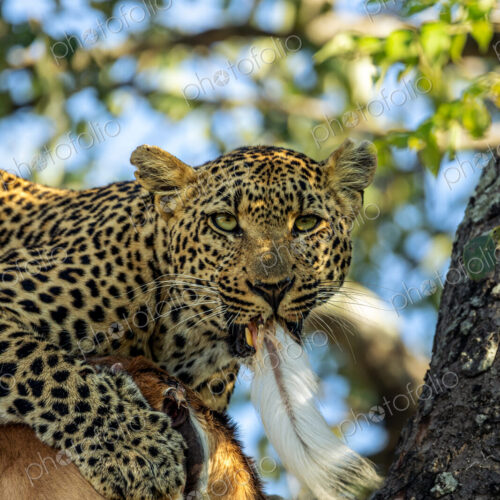 A leopard, Panthera pardus, eating the tail of an impala carcass. A leopard, Panthera pardus, eating the tail of an impala carcass.