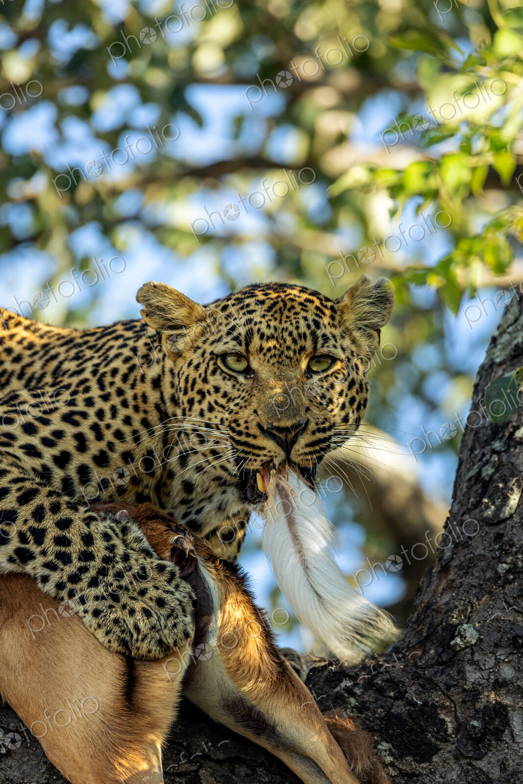 A leopard, Panthera pardus, eating the tail of an impala carcass.