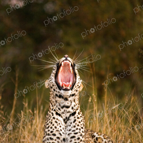 A leopard, Panthera pardus, lies down in sunlight, yawning. A leopard, Panthera pardus, lies down in sunlight, yawning.
